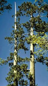 Image result for Cyphia lasiandra