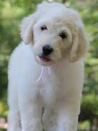 The first generation goldendoodles and labradoodles are identified with the letter and number f1. F1b English Teddybear Goldendoodle Breeders Euro Goldendoodles