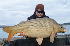 Daca va numarati printre ei sau doar cochetati cu ideea, iata ce ar trebui sa stiti despre cresterea crapului in captivitate. Pe Urmele Crapilor Mari