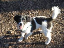 Border Jack Border Collie Jack Russell Mix Info Puppies Pictures Jack Russell Mix Border Collie Mix Puppies Border Collie