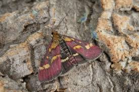 Image result for Pyrausta purpuralis