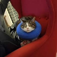 Contact us today or stop in one of our hospitals! The Ark Animal Clinic 27 Photos 63 Reviews Veterinarians 1651 N Rancho Dr Las Vegas Nv Phone Number
