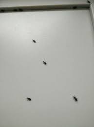Tiny tiny bugs on kitchen counter. Small Black Bugs In My Kitchen Novocom Top