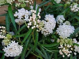 Image result for Asclepias schumanniana