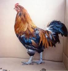 Rooster We Have Easter Egg Ameraucanas Standard The Easter Egg Chicken Originally Came From Chile In Easter Egger Chicken Easter Eggers Chickens For Sale