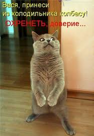 приколы с кошками смешное видео про котов 100 позитив Pin Ot Polzovatelya Ann Sofie Na Doske Foto Koty Yumor Gruppa Vkontakte Smeshnye Deti Koshachi Memy Smeshnye Produkty