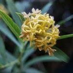 Image result for Gnidia goetzeana