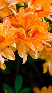 These chrysanthemums are not as flat as the button type but rather have more elevated petals. Light Orange Flowers Iphone 6 Plus Wallpaper Yellow Flower Wallpaper Orange Wallpaper Flower Iphone Wallpaper