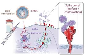 สมาคมโรคติดเชื้อฯ จี้รัฐบาล จัดซื้อวัคซีนชนิด mrna สู้โควิดเชื้อสายพันธุ์ใหม่ à¸›à¸£à¸°à¸ª à¸—à¸˜ à¸ à¸²à¸žà¸ª à¸‡ à¹à¸• à¸„à¸™à¹„à¸—à¸¢à¸¢ à¸‡à¸• à¸­à¸‡à¸£à¸­ à¸£à¸§à¸¡ 10 à¸„à¸³à¸–à¸²à¸¡à¹„à¸‚à¸‚ à¸­à¸ªà¸‡à¸ª à¸¢à¹€à¸ à¸¢à¸§à¸ à¸šà¸§ à¸„à¸‹ à¸™ Pfizer The Standard