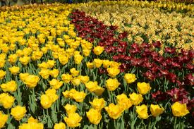 12 Things You Should Know Before You Visit Keukenhof Tulip Garden Tulips Garden Colorful Flower Beds Tulips