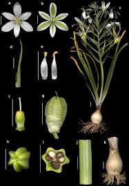 Image result for Ornithogalum