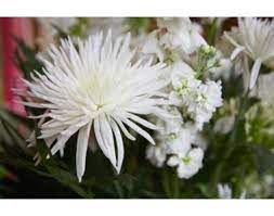 How To Grow Spider Mums Mums Flowers Planting Mums Spider Mums