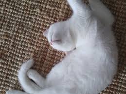 Antalya Yavru Kedi