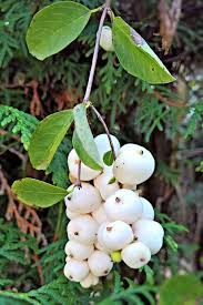 Black chokeberry, green berries on the bush. Hd Wallpaper Plant Snow Berry Bush Hedge Ordinary Cracker White Berries Wallpaper Flare