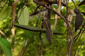 Image result for Parquetina calophylla