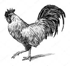 ᐈ Rooster clip art stock images, Royalty Free rooster pictures | download  on Depositphotos®
