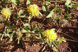 Image result for Crotalaria bernieri