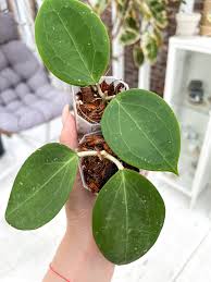 Image result for Selago albomarginata