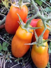 Image result for tomato San Marzano