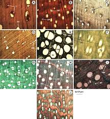 Image result for Zanha golungensis