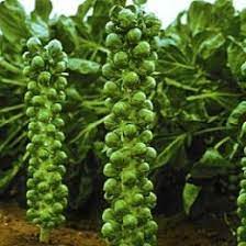 Picking Harvesting And Growing Brussel Sprouts Plant From Seed Brussel Sprout Plant Garden Plants Vegetable Vegetable Seed