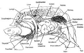 Anatomy Of A Sea Turtle Tortoises Tortoise Care Desert Tortoise