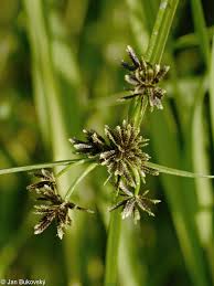 Image result for Cyperus deciduus