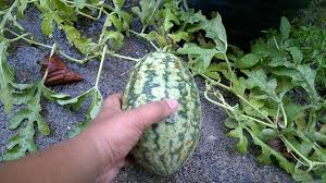 Hai, dalam video kali ni cik orkid kongsikan cara potong buah tembikai cantik. Tips Cara Tanam Tembikai Dalam Polibag Full Kedah Malaysia Youtube
