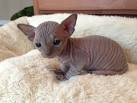 Sphynxes for Sale | Cats on Oodle Classifieds