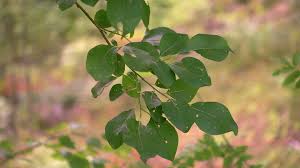 Image result for Goat Willow