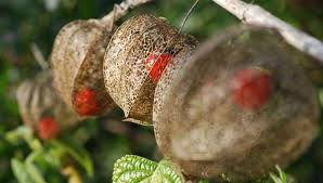 Prevenir La Goutte Avec Les Cerises Et L Alkekenge Plantes Et Sante