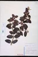 Image result for Carissa praetermissa