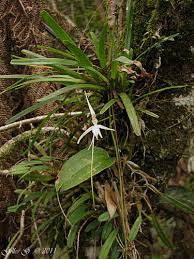 Image result for Jumellea usambarensis