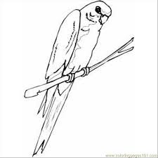 Some parakeet coloring may be available for free. 64 Parakeet Coloring Page For Kids Free Parrots Printable Coloring Pages Online For Kids Coloringpages101 Com Coloring Pages For Kids