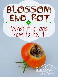 Blossom End Rot What It Is And How To Fix It Tomato Garden Veg Garden Garden Help