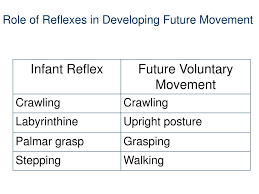 Ppt Infant Reflexes And Stereotypies Powerpoint