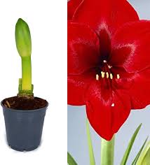 Small bulblets with new growth to the side of an amaryllis bulb. Smktybyynoua0m