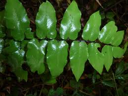 Image result for Cheilanthes viridis