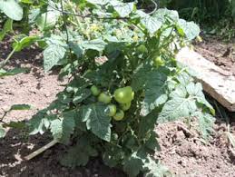 The key dates for sowing and planting out tiny tim tomato seeds are given below. How To Grow Tiny Tim Tomato Seeds Growing Cherry Tomatoes Plants By Gardener S Network