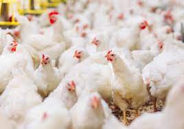 Lokasi yang sesuai untuk budidaya ayam pedaging adalah jauh dari keramaian, mudah dijangkau untuk pemasaran, dan bersifat. Budidaya Unggas Pedaging Makalah Perencanaan Usaha Peralatan
