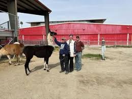 Black Mountain Pack Llamas