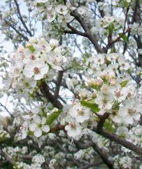 The cleveland select flowering pear tree, pyrus calleryana, 'cleveland select', has more blooms than any other flowering pear tree. Cleveland Select Flowering Pear Bower Branch