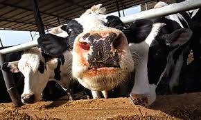 Farmer trampled by cows dies