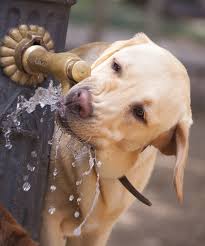 Occurred on october 19, 2019 / sofia, bulgaria info from licensor: Best Dog Water Fountain Top Dog Water Fountains Reviewed