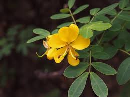 Image result for Fabaceae subfamily Caesalpinioideae
