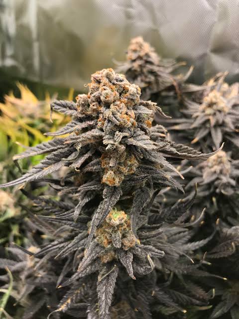OG Kush Blüten Premium Qualität online kaufen Österreich