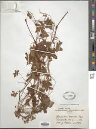 Image result for Orthopichonia barteri