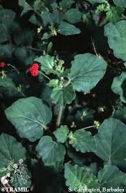 Image result for Boerhavia diffusa