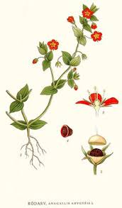 Image result for Anagallis serpens