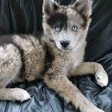Check spelling or type a new query. Australian Shepherd Siberian Husky Mix Puppies For Sale Petsidi